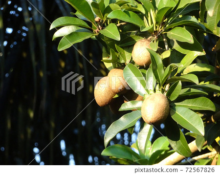 Manilkara zapota or sapodilla fruit on tree at Mersing, Malaysia Manilkara zapota or sapodilla fruit on tree at Mersing, Malaysia 72567826