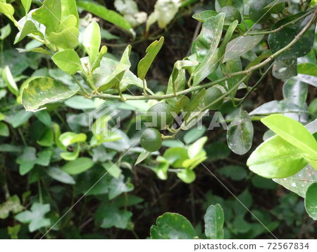 Calamondin or citrus microcarpa. Local south east Asian called it Limau Kasturi. Widely cultivated in Philippines. Calamondin or citrus microcarpa. Local south east Asian called it Limau Kasturi. Widely cultivated in Philippines. 72567834