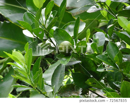 Calamondin or citrus microcarpa. Local south east Asian called it Limau Kasturi. Widely cultivated in Philippines.  72567835
