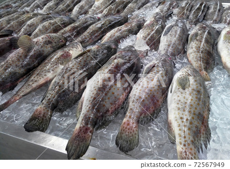 SEREMBAN, MALAYSIA -DECEMBER 12, 2016: Various types of fish are displayed on the table for sale in the market. The fish is mixed with ice to preserve its freshness. SEREMBAN, MALAYSIA -DECEMBER 12, 2016: Various types of fish are displayed on the table for sale in the market. The fish is mixed with ice to preserve its freshness. 72567949