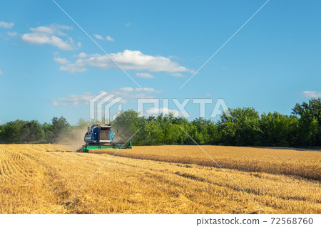 Scenic front view Big powerful industrial combine harvester machine reaping golden ripe wheat cereal field on bright summer or autumn day. Agricultural yellow field machinery landscape background Scenic front view Big powerful industrial combine harvester machine reaping golden ripe wheat cereal field on bright summer or autumn day. Agricultural yellow field machinery landscape background 72568760