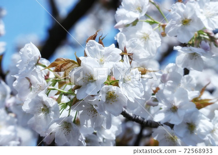 Osaka Mint Bureau Sakura at the Osaka Mint 72568933