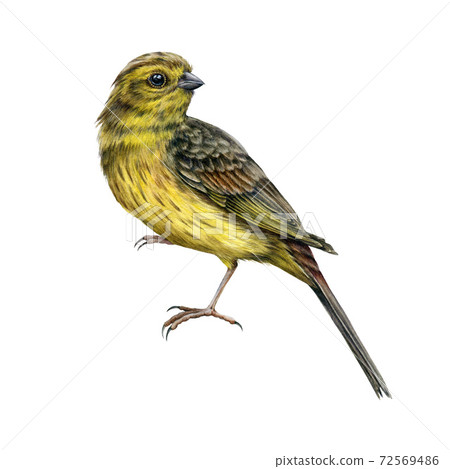 Yellowhammer bird watercolor realistic image. Hand drawn yellow song avian. Yellowhammer male on white background. Beautiful garden and forest europe common bird element. 72569486