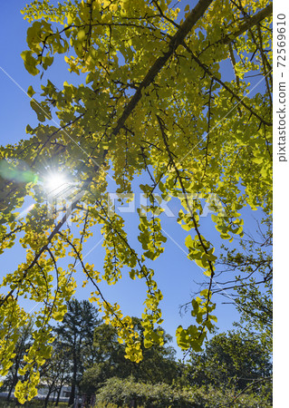 Ginkgo leaves that turn from green to yellow Ginkgo leaves that turn from green to yellow 72569610