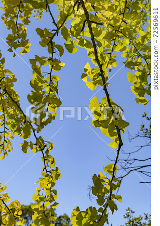 Ginkgo leaves that turn from green to yellow Ginkgo leaves that turn from green to yellow 72569611