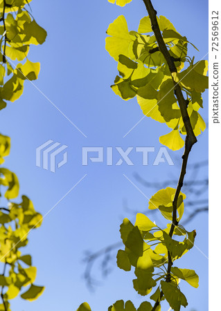 Ginkgo leaves that turn from green to yellow Ginkgo leaves that turn from green to yellow 72569612