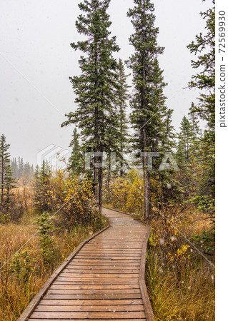 Snowing Policeman Creek Riverside Trail, Spring Creek Boardwalk in Late fall to early winter season. Town of Canmore, Alberta, Canada. 72569930