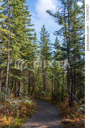 Snowing Policeman Creek Riverside Trail, Spring Creek Boardwalk in Late fall to early winter season. Town of Canmore, Alberta, Canada. 72569937