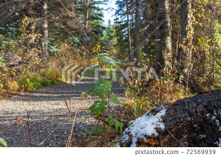 Snowing Policeman Creek Riverside Trail, Spring Creek Boardwalk in Late fall to early winter season. Town of Canmore, Alberta, Canada. Snowing Policeman Creek Riverside Trail, Spring Creek Boardwalk in Late fall to early winter season. Town of Canmore, Alberta, Canada. 72569939