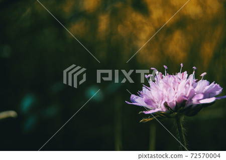 lilac flower of knautia arvensis in the field lilac flower of knautia arvensis in the field 72570004
