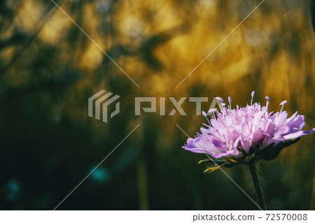 lilac flower of knautia arvensis in the field 72570008