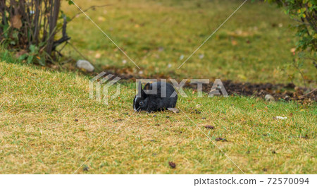 Close-up cute wild rabbits foraging in the grass. The Bunnies of Canmore, numerous feral rabbits that roam the town. Alberta, Canada. 72570094