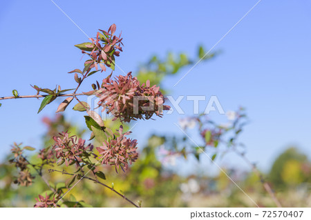 Park shrub Abelia 72570407