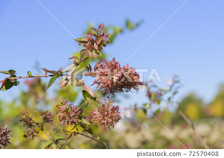 Park shrub Abelia 72570408