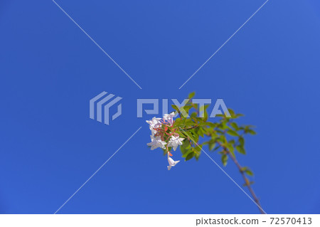 Park shrub Abelia 72570413