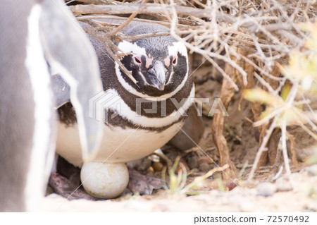 Magellanic penguin incubating egg. Punta Tombo penguin colony, Patagonia 72570492