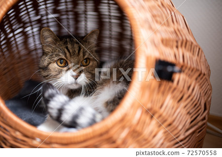cat resting in basket pet carrier cat resting in basket pet carrier 72570558