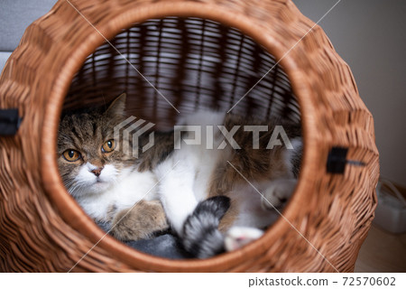cat resting in basket pet carrier cat resting in basket pet carrier 72570602