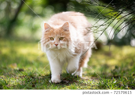 White Ginger Maine Coon Cat Walking Towards Stock Photo 72570615 Pixta