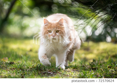 White Ginger Maine Coon Cat Walking Towards Stock Photo 72570624 Pixta