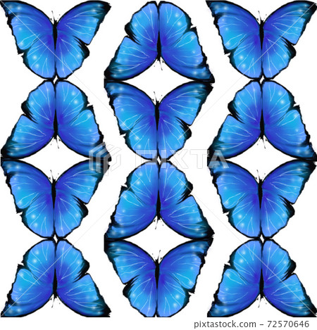 Morpho butterfly pattern 72570646