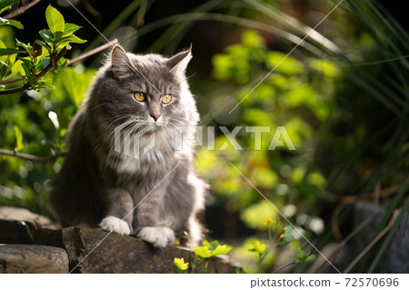 cat outdoors in green back yard observing cat outdoors in green back yard observing 72570696
