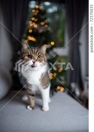 tabby white cat in front of christmas tree tabby white cat in front of christmas tree 72570835