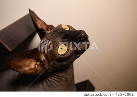 Black Cat Sphinx Black Cat Sphinx 72571001