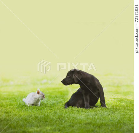 Dog and cat look closely at each other 72571021