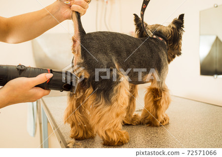 Cutting off extra fur on a small dog Cutting off extra fur on a small dog 72571066