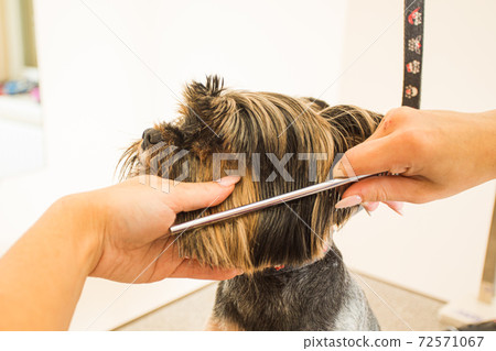 Female groomer trims away fur on dog's snout Female groomer trims away fur on dog's snout 72571067