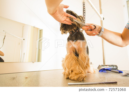 Making your dog glamour and stylish in grooming salon 72571068
