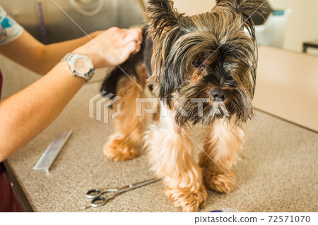 Portrait of lovely York terrier in grooming salon Portrait of lovely York terrier in grooming salon 72571070
