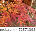 明亮的紅葉 72571398