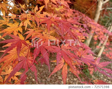 Bright red autumn leaves Bright red autumn leaves 72571398
