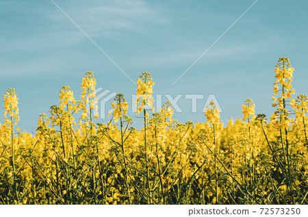 Rapeseed spring flowers 72573250