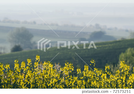 Rapeseed spring flowers 72573251