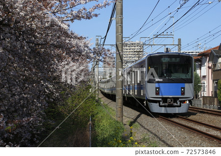 春天，西武新宿線20000系列列車沿著石神井川沿岸的櫻花樹行駛（東京都練馬區） 72573846