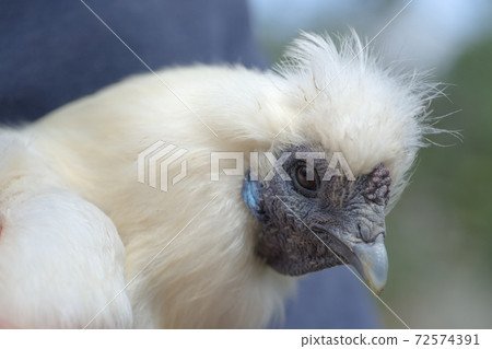 4 - Super close up white silkie chicken head portrait. 4 - Super close up white silkie chicken head portrait. 72574391
