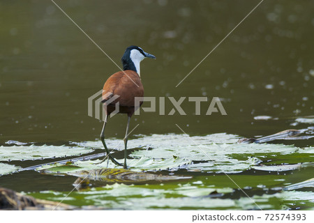 African Jacana 72574393