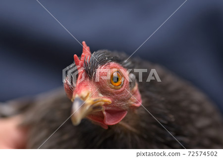 4 - Grey pekin bantam chicken looks at camera, close up of orange eye 72574502