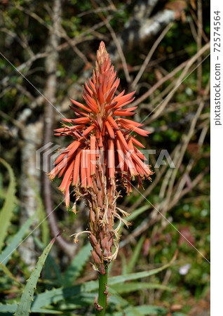 Aloe flowers Aloe flowers 72574564