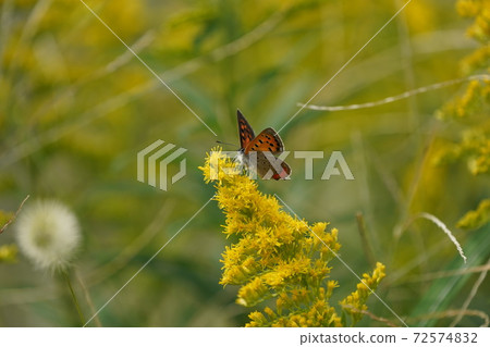 Benicidi and Seiitaka-awasaki 72574832