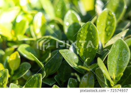 Close Up green leaf under sunlight in the garden. Natural background with copy space. Close Up green leaf under sunlight in the garden. Natural background with copy space. 72574937