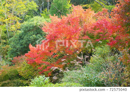 Bright Iroha Momiji Bright Iroha Momiji 72575040