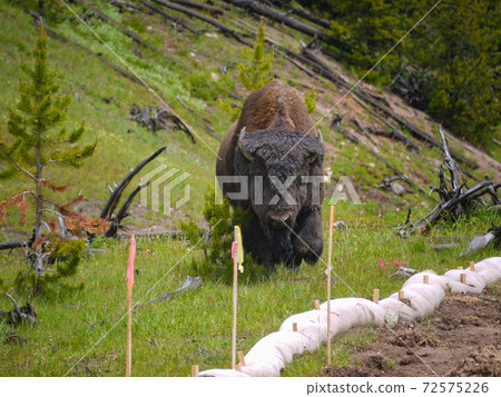 黃石國家公園布法羅 黃石國家公園布法羅 72575226
