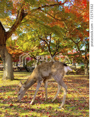 Nara Autumn Leaves Nara Autumn Leaves 72575382