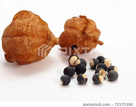 White Background Of Balloon Vine Seeds Stock Photo