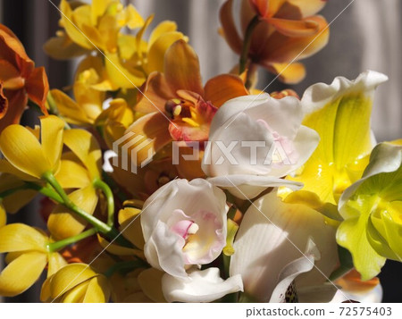 大花蕙蘭花 72575403