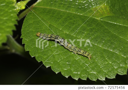 Larva of Croxita Atsuba 72575456